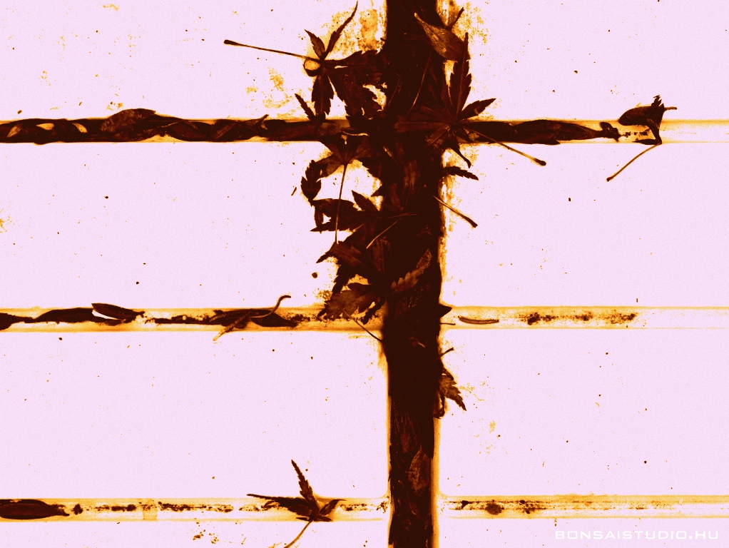 marczika bonsai kerteszet erd hungary bonsai studio